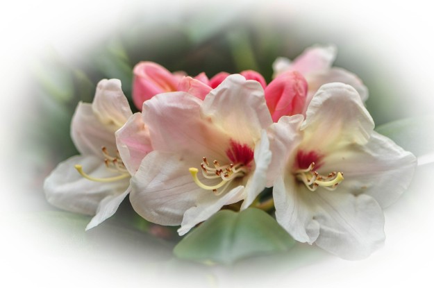 DSC_8104 Rhododendron flowers