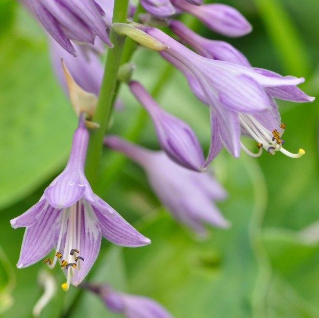 Hostas always make such a statement with their showy leaves, but the flowers are also beautiful.
